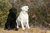 LABRADOR 1133